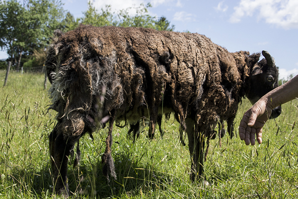 1-AncientSheep_600px